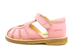 Angulus sandal rose with heart